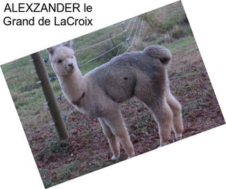 ALEXZANDER le Grand de LaCroix