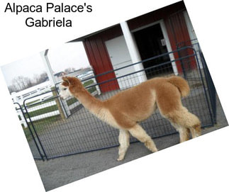 Alpaca Palace\'s Gabriela