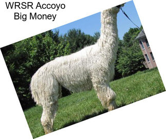 WRSR Accoyo Big Money