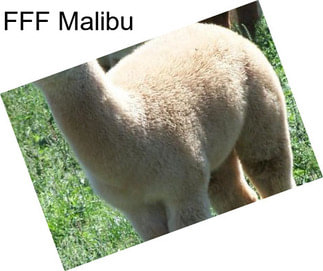 FFF Malibu