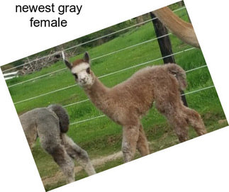 Newest gray female