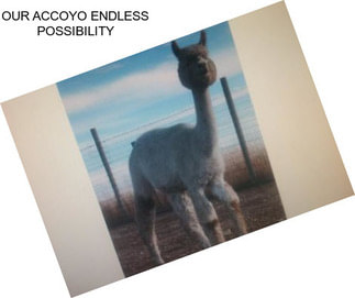 OUR ACCOYO ENDLESS POSSIBILITY