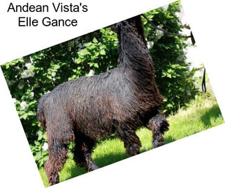 Andean Vista\'s Elle Gance