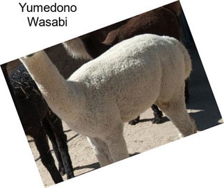Yumedono Wasabi