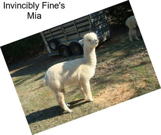 Invincibly Fine\'s Mia