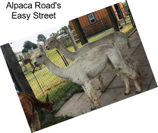 Alpaca Road\'s Easy Street