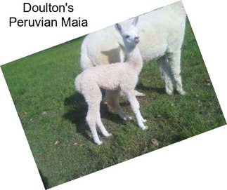 Doulton\'s Peruvian Maia