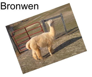 Bronwen