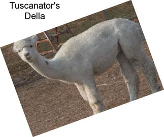 Tuscanator\'s Della