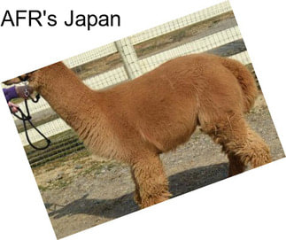 AFR\'s Japan