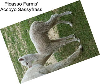 Picasso Farms\' Accoyo Sassyfrass