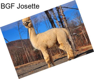 BGF Josette