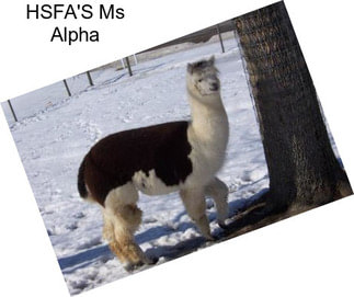 HSFA\'S Ms Alpha