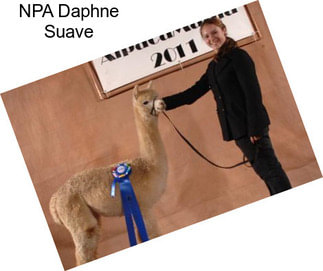 NPA Daphne Suave