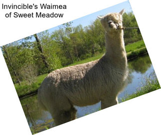 Invincible\'s Waimea of Sweet Meadow