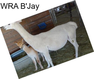 WRA B\'Jay