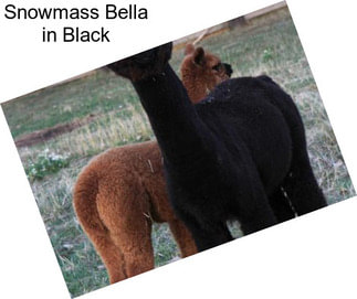 Snowmass Bella in Black