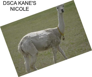 DSCA KANE\'S NICOLE