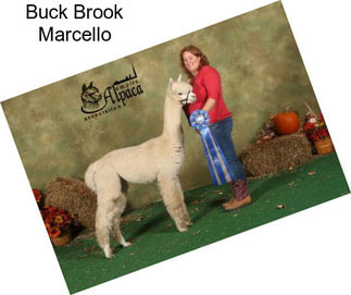 Buck Brook Marcello