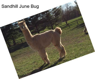 Sandhill June Bug