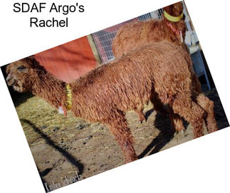 SDAF Argo\'s Rachel