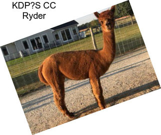 KDP?S CC Ryder
