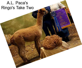 A.L. Paca\'s Ringo\'s Take Two