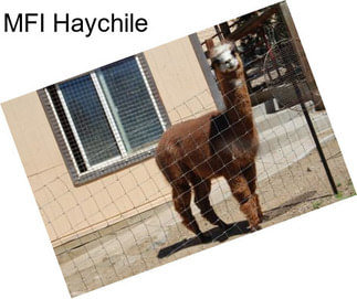 MFI Haychile