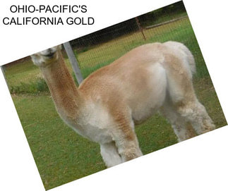 OHIO-PACIFIC\'S CALIFORNIA GOLD