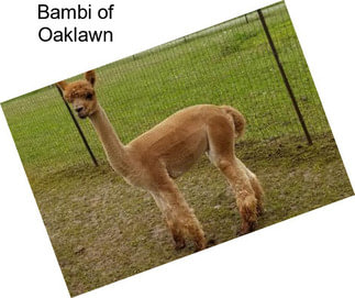 Bambi of Oaklawn