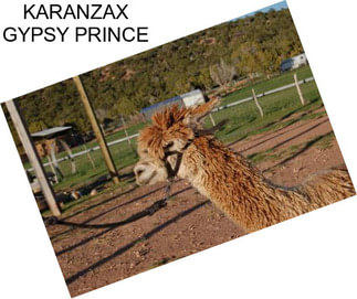 KARANZAX GYPSY PRINCE