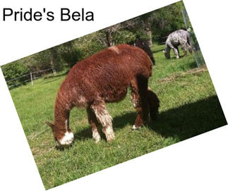 Pride\'s Bela