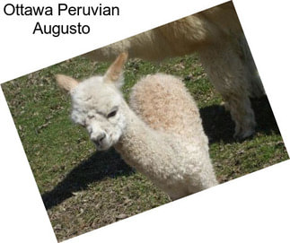 Ottawa Peruvian Augusto