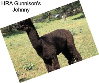 HRA Gunnison\'s Johnny