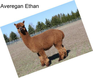 Averegan Ethan