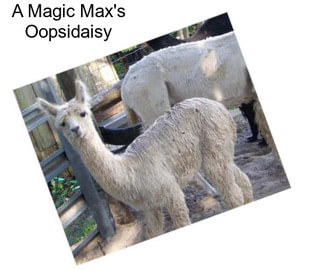 A Magic Max\'s Oopsidaisy