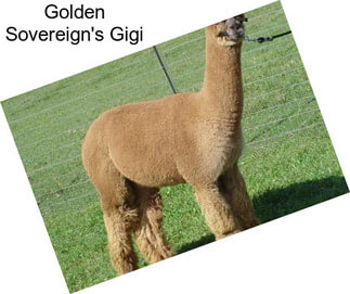 Golden Sovereign\'s Gigi