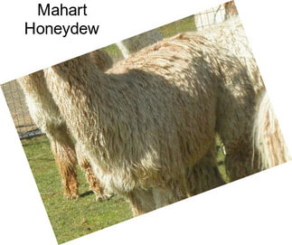 Mahart Honeydew
