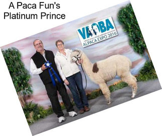 A Paca Fun\'s Platinum Prince