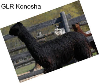 GLR Konosha