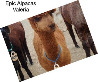 Epic Alpacas Valeria