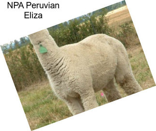 NPA Peruvian Eliza