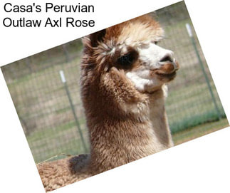 Casa\'s Peruvian Outlaw Axl Rose