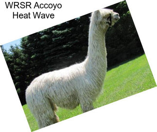 WRSR Accoyo Heat Wave