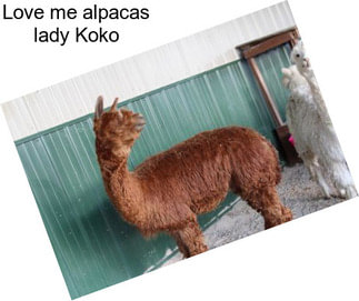 Love me alpacas lady Koko