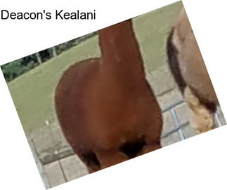 Deacon\'s Kealani