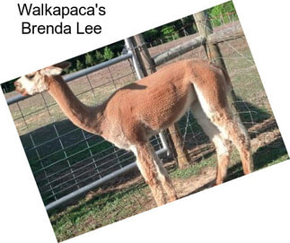 Walkapaca\'s Brenda Lee