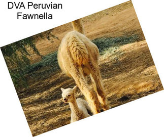 DVA Peruvian Fawnella