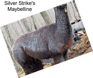 Silver Strike\'s Maybelline