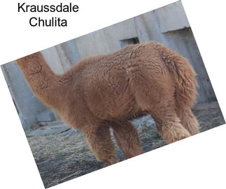 Kraussdale Chulita